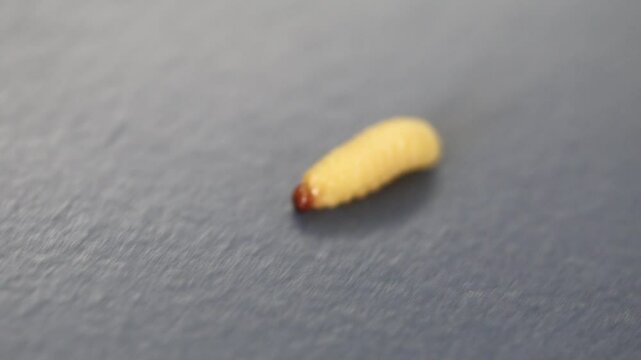 Tiny fruit larva in amoeboid movement in macro