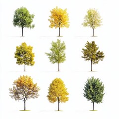 Fototapeta premium Group of Yellow and Green Trees on White Background - Fresh and Natural Nature Scene
