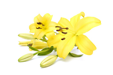 Beautiful Lily flower isolate on white