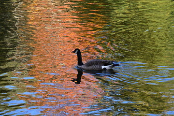 birds on the lake against the backdrop of autumn,