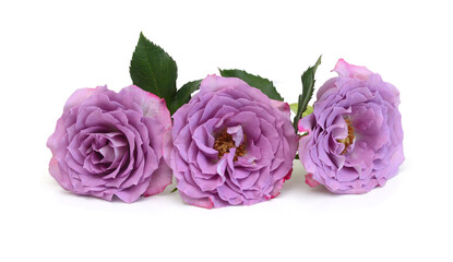 Bunch of rosy roses isolated on white