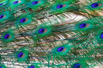 Close-up of the tail cover feather of an Indian peafowl