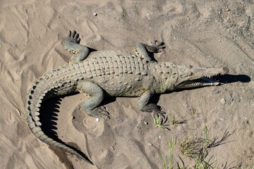 American crocodile, Crocodylus acutus, on a river bank