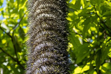 Trunk of a Astrocaryum standleyanum palm with spikes