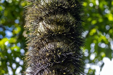 Trunk of a Astrocaryum standleyanum palm with spikes
