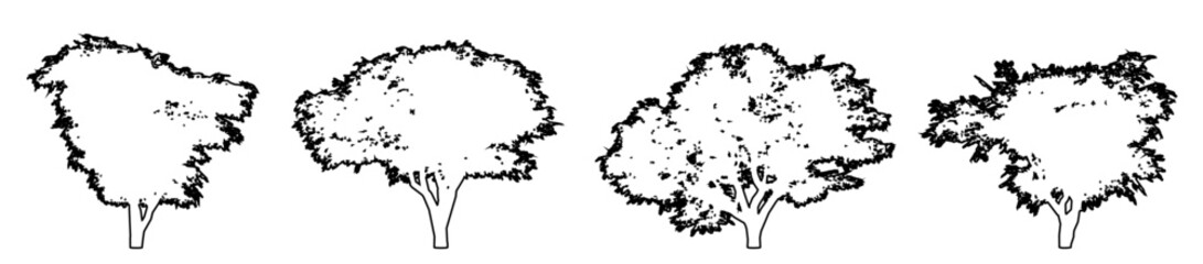 Set or collection of Carrotwood trees as a black line drawing silhouette on white background. Concept or conceptual vector for nature, planet, ecology conservation, strength, endurance and  beauty