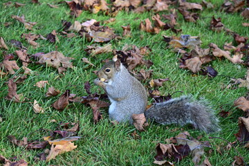squirrel on the background of the landscape,