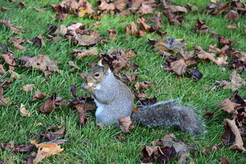 squirrel on the background of the landscape,