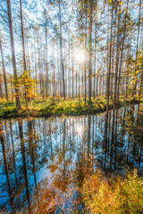 A wooden walking path Bor na Czerwonem nature reserve in Nowy Targ in Poland