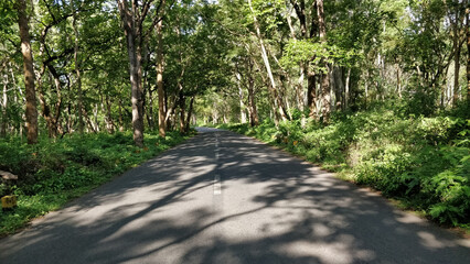 A road with trees on both sides and a road sign on the right side. Wayanad Wildlife Sanctuary, Kerala, India
