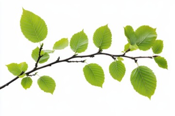 Naklejka premium Branch tree elm leaves isolated on white background