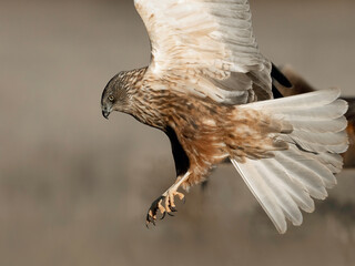 Flying Marsh Harrier