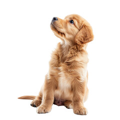 Obraz premium Golden retriever puppy looking up with curiosity and innocence. This adorable young dog has fluffy coat and bright eyes, embodying playfulness and joy
