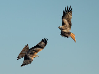 Red Kites fighting