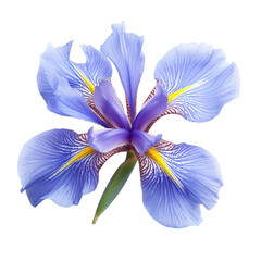 Beautiful blue iris flower with intricate petal patterns and vibrant colors. This stunning floral display captures essence of nature artistry and elegance