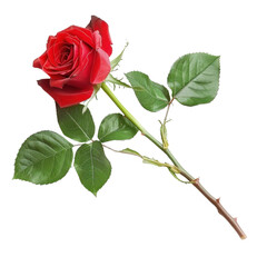 Fototapeta premium vibrant red rose with lush green leaves, symbolizing love and beauty, perfect for romantic occasions or floral arrangements