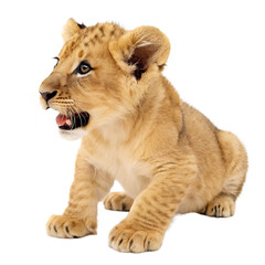 Obraz premium Adorable Lion Cub Sitting isolated on white background as transparent. PNG.AI GENERATED