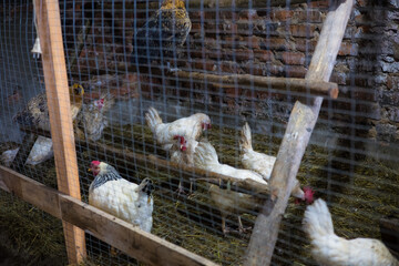 Chickens in a coop. Chickens and a rooster peck grain while standing on wooden planks and straw bedding in a chicken coop with wire mesh and brick walls, creating a rustic farmhouse atmosphere. © Александр Лебедько
