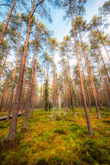 Obraz premium A wooden walking misty path in Bor na Czerwonem nature reserve in Nowy Targ in Poland
