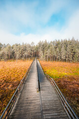 Obraz premium A wooden walking misty path in Bor na Czerwonem nature reserve in Nowy Targ in Poland
