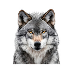 Fototapeta premium Wolf Isolated on Transparent Background