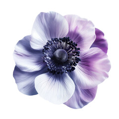 Naklejka premium beautiful purple and white flower with delicate petals and intricate details, showcasing nature elegance and charm