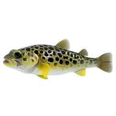 Fototapeta premium Realistic fish model with yellow and black spots, showcasing detailed features and vibrant colors. Perfect for educational purposes or as decorative piece