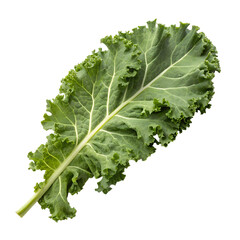 Fresh kale leaf nutritional green vegetable culinary focus, isolated on white or transparent background