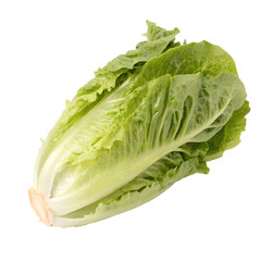 Fresh romaine lettuce for culinary uses and nutrition, isolated on white or transparent background