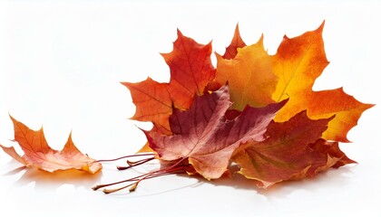 autumn coloured falling maple leaves isolated on white historical past