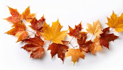 autumn leaves fall isolated on white history