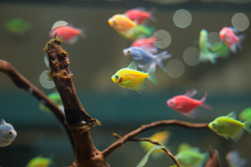 A colorful aquarium fishes swimming in a crystal-clear aquarium. Selective focus. Blurred background.