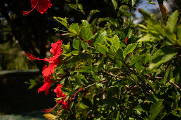 Hibisco vermelho