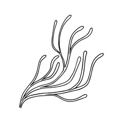 Fototapeta premium Line sketch, seaweed doodle, decorative botanical element. Vector graphics.