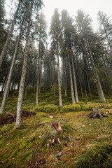 Fototapeta premium Liptov region hiking in jasna in Low Tatras mountains landscape, slovakia.
