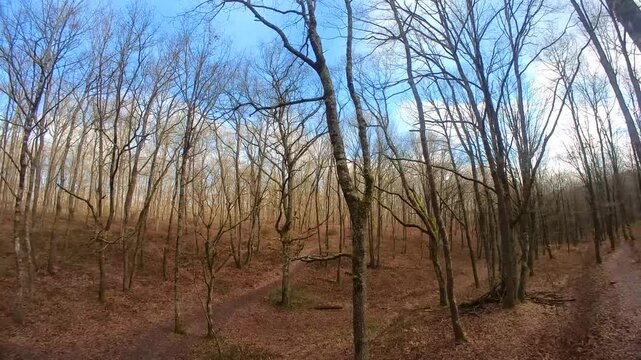 choc d'un drone contre un arbre 