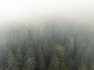 Aerial top view of summer green trees in forest with mountains in Slovakia. Drone