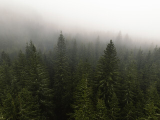 Aerial top view of summer green trees in forest with mountains in Slovakia. Drone