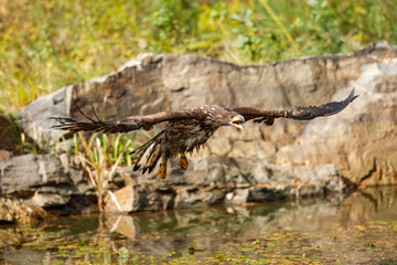 White Tailed Eagle (Haliaeetus albicilla), also known as Eurasian sea eagle and white-tailed sea-eagle , Haliaeetus albicilla. The eagle is fishing in the river delta, Europe.