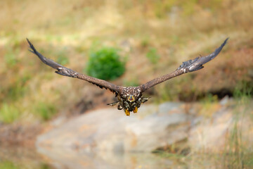 White Tailed Eagle (Haliaeetus albicilla), also known as Eurasian sea eagle and white-tailed sea-eagle , Haliaeetus albicilla. The eagle is fishing in the river delta, Europe.