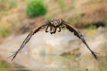 White Tailed Eagle (Haliaeetus albicilla), also known as Eurasian sea eagle and white-tailed sea-eagle , Haliaeetus albicilla. The eagle is fishing in the river delta, Europe.