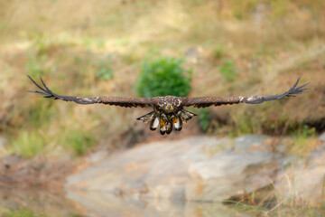 White Tailed Eagle (Haliaeetus albicilla), also known as Eurasian sea eagle and white-tailed sea-eagle , Haliaeetus albicilla. The eagle is fishing in the river delta, Europe.