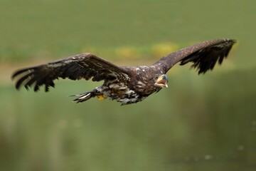 White Tailed Eagle (Haliaeetus albicilla), also known as Eurasian sea eagle and white-tailed sea-eagle , Haliaeetus albicilla. The eagle is fishing in the river delta, Europe.