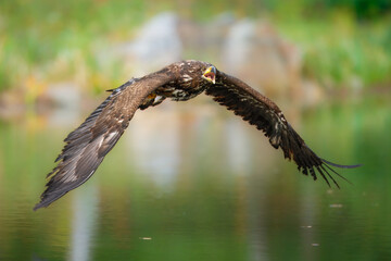 White Tailed Eagle (Haliaeetus albicilla), also known as Eurasian sea eagle and white-tailed sea-eagle , Haliaeetus albicilla. The eagle is fishing in the river delta, Europe.
