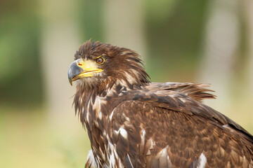 White Tailed Eagle (Haliaeetus albicilla), also known as Eurasian sea eagle and white-tailed sea-eagle , Haliaeetus albicilla. The eagle is fishing in the river delta, Europe.