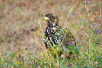 White Tailed Eagle (Haliaeetus albicilla), also known as Eurasian sea eagle and white-tailed sea-eagle , Haliaeetus albicilla. The eagle is fishing in the river delta, Europe.