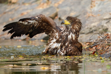 White Tailed Eagle (Haliaeetus albicilla), also known as Eurasian sea eagle and white-tailed sea-eagle , Haliaeetus albicilla. The eagle is fishing in the river delta, Europe.