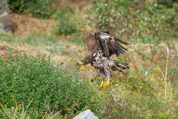 White Tailed Eagle (Haliaeetus albicilla), also known as Eurasian sea eagle and white-tailed sea-eagle , Haliaeetus albicilla. The eagle is fishing in the river delta, Europe.