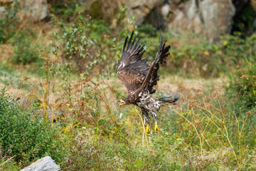 White Tailed Eagle (Haliaeetus albicilla), also known as Eurasian sea eagle and white-tailed sea-eagle , Haliaeetus albicilla. The eagle is fishing in the river delta, Europe.