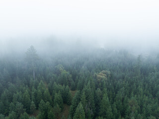Aerial top view of summer green trees in mist forest with mountain river in Slovakia. Drone